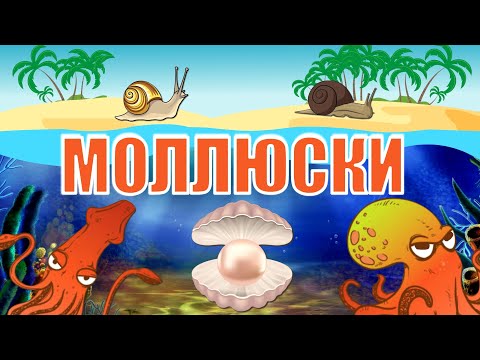 Видео: Какие бывают моллюски: полная классификация | Познавательное видео | Удивительный мир беспозвоночных