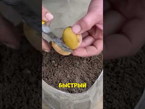 Видео: Самый быстрый способ вырастить клубнику! #рекомендации #сад #дача