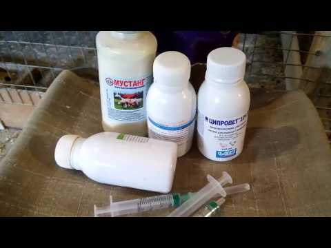 Видео: Лечение попугаев и профилактика декоративных птиц