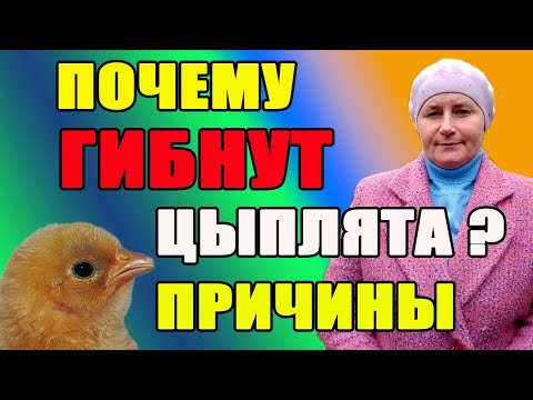 Видео: Почему гибнут цыплята ? Причины и решения.