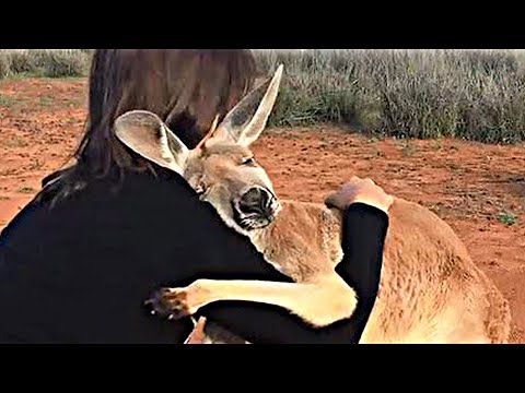 Видео: Эти Животные ЗВАЛИ НА ПОМОЩЬ! 🐱‍👤 Попробуй Не Заплакать! 😭 Топ 20 Моментов Спасения Животных