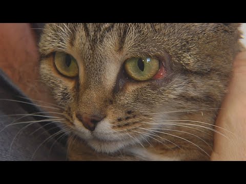 Видео: Спасенным из горящей печи кошкам нашли хозяев