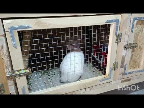 Видео: РАЗВЕДЕНИЕ КРОЛИКОВ СОДЕРЖАНИЕ 🐰🐰🐰🐰🐰 ПМР 