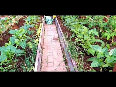 Видео: Чем заправить лунки для перца/Сажаю проверенным способом и