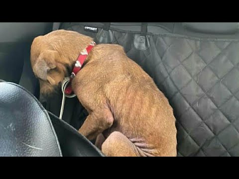 Видео: Она вся ТРЯСЛАСЬ И ОПУСКАЛА ГОЛОВУ когда к ней приближались люди