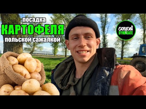 Видео: посадка КАРТОФЕЛЯ польской сажалкой