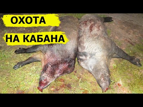 Видео: Охота на кабана. В поисках охотничьих трофеев. (Охотник и рыболов)