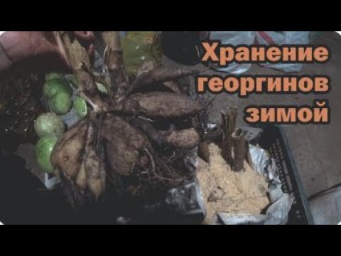 Видео: Хранение георгинов зимой