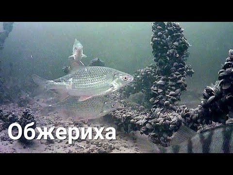 Видео: Волга. Горьковское водохранилище. Обжериха. Плотва. Окунь. Судак