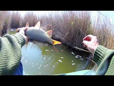 Видео: Боковой кивок на карпа. Пробы и ошибки.