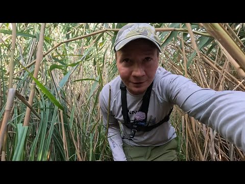 Видео: Через камыши ловить карася на дикой реке