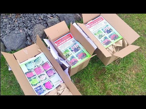 Видео: Посылки с гортензиями от Веры Глуховой!