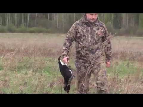 Видео: Охота на тетерева с луком