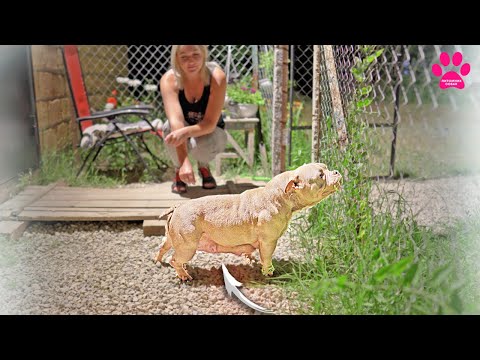 Видео: Думали, что собака не беременна, а она родила ночью!