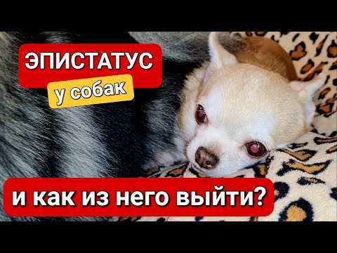 Видео: Первая помощь при эпилепсии у собак. Эпистатус. (часть 6)