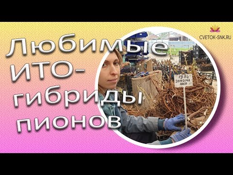Видео: Любимые ИТО-гибриды пионов / Сад Ворошиловой