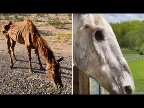 Видео: ҚОРАДА 10 ЖЫЛ ШІРІП, ҚИНАЛҒАН ЖЫЛҚЫ ҚАШЫП БОСАДЫ | Қызықты мәліметтер