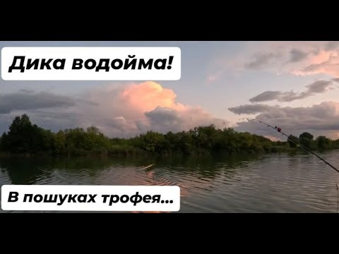 Видео: Риболовля на дикій водоймі в Сумській обл. 11-13.08.2025 дві ночі і один день в пошуках трофея.