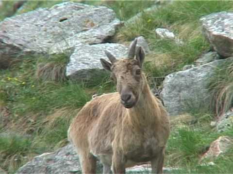Видео: Флора и фауна Кабардино Балкарии 3