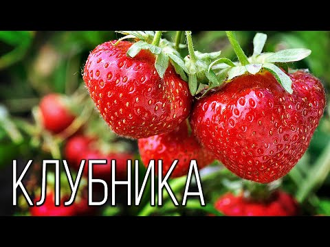 Видео: Клубника: Ароматная и вкусная ягода  | Интересные факты про клубнику