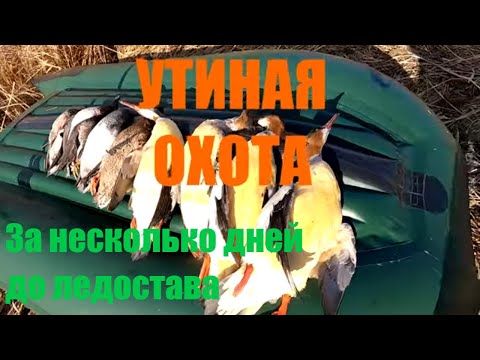 Видео: Утиная охота. Закрытие. За несколько дней до ледостава.