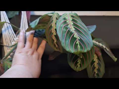 Видео: зимний обзор комнатных растений, необошлось без потерь🥲