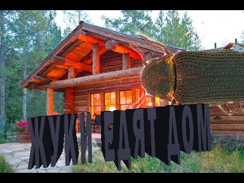 Видео: Жуки едят дом . Шашели, древоточцы и прочая нечисть .