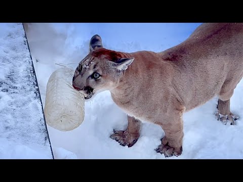 Видео: Как пума Месси попросил Сашу о помощи! Один интересный день из жизни Месси!