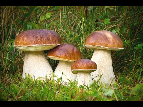 Видео: ГОТОВЛЮ БЕЛЫЕ ГРИБЫ НА УЖИН!