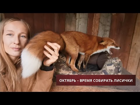 Видео: У Виктории и ее лисиц особая связь