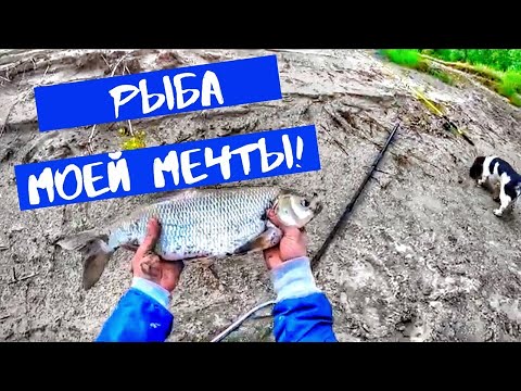 Видео: Фидер на Иртыше.ВОТ ЭТО ЯЗЬ!!!Крупный лещ!Рыбалка в Казахстане!