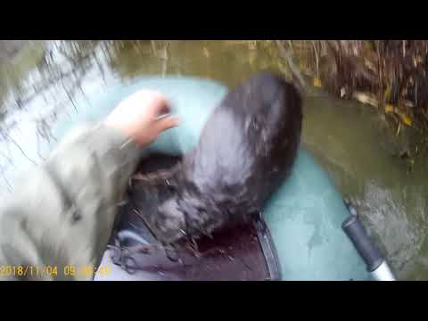 Видео: редкая удача охота на бобра