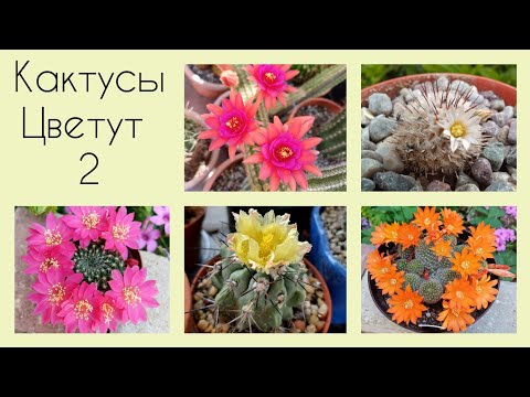 Видео: Мои кактусы Цветут🌵2025