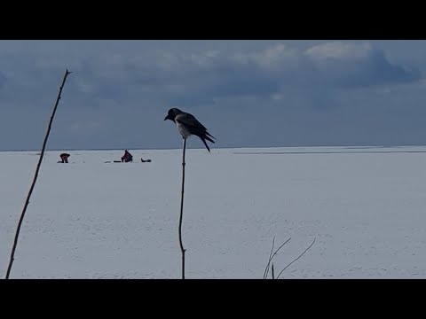 Видео: хорошая рыбалка на финском заливе 30.03.23