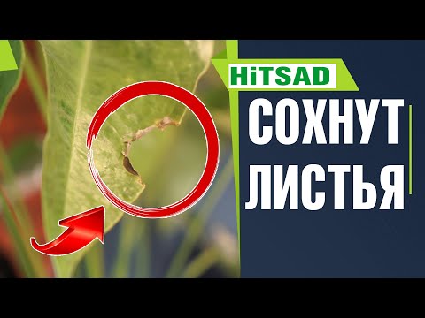 Видео: Почему сохнут листья Антуриума 🌸 Антуриум умирает на глазах