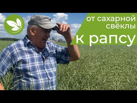Видео: РАПС с Междурядьем 45 см !! . Колыванское, Павловский р-н.