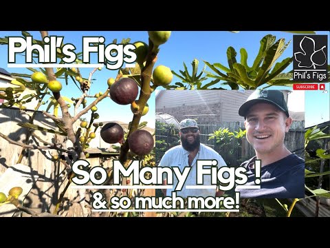 Видео: Почему Техас — отличное место для выращивания инжира! Друзья по выращиванию инжира с @texasgardenguy