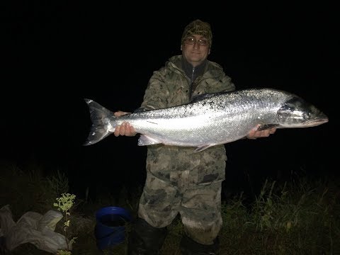 Видео: Ловля семги на севере. Рыбалка сетями / Fishing for salmon