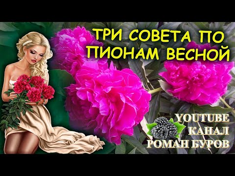 Видео: Готовим ПИОНЫ к максимальному цветению. Три совета как выращивать пионы весной. Выращивание пионов.