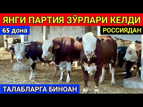 Видео: ЯНГИ ПАРТИЯ ЗОТДОР МОЛЛАР ЗЎРЛАРИ КЕЛДИ ШОШИЛИНГ 19-сентября 2024 г.