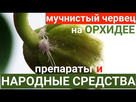 Видео: мучнистый червец на орхидее