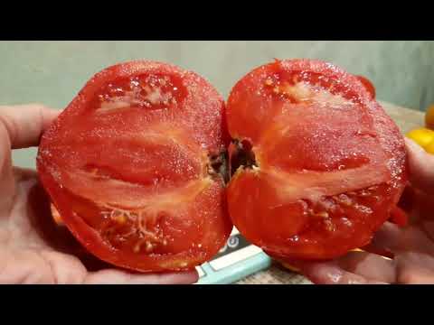 Видео: 31 августа, заключительная дегустация томатов.