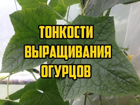 Видео: Выращивание огурцов в открытом грунте / Все секреты в одном видео