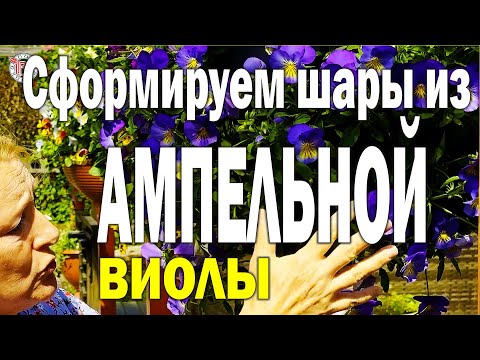 Видео: Ампельная виола. Особенности сортов, выращивания и формирования.