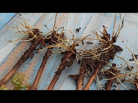 Видео: Укоренение черенков винограда в сосновой коре