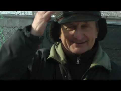 Видео: Николаевские голуби