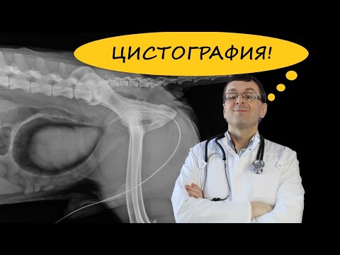 Видео: ЦИСТОГРАФИЯ