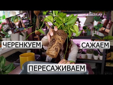 Видео: Черенкуем сажаем и пересаживаем. Ура! Давно хотела ими заняться..
