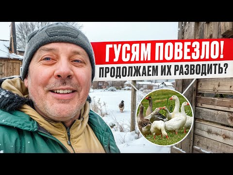Видео: ГУСИ ГОВОРЯТ “СПАСИБО”, а Я РАСКРЫВАЮ ИХ СЕКРЕТЫ! ОТВЕЧАЮ НА ВАШИ ВОПРОСЫ🦆❓ #МоеПодворье