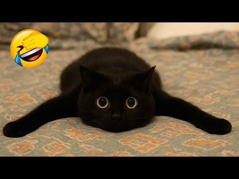 Видео: Самый смешной клип про кошек и собак 2025 года😼🐶Попробуйте не засмеяться😜 #197